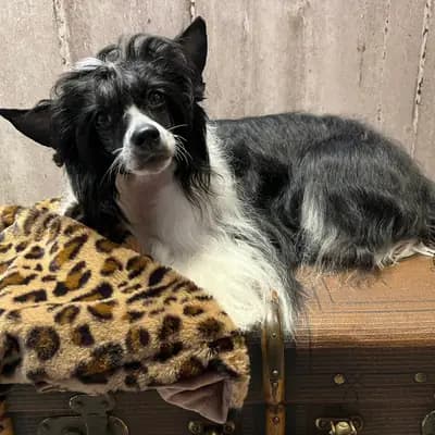 Ziva