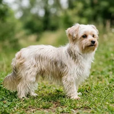 Morkie – hunderace