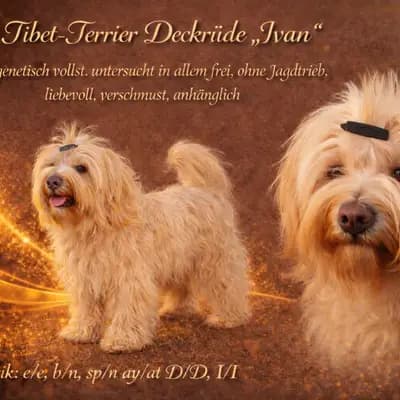 Deckrüde Tibet Terrier in gold (kein Zobel) mit Papieren (Champion) – Tibet Terrier Welpe, Nordrhein-Westfalen, Yetiştirildi Stouky´s Tibet Terrier