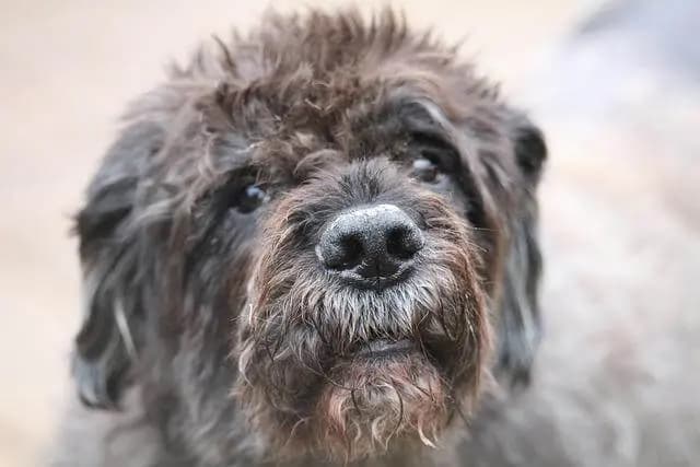 Bouvier des Flandres – Hunderasse