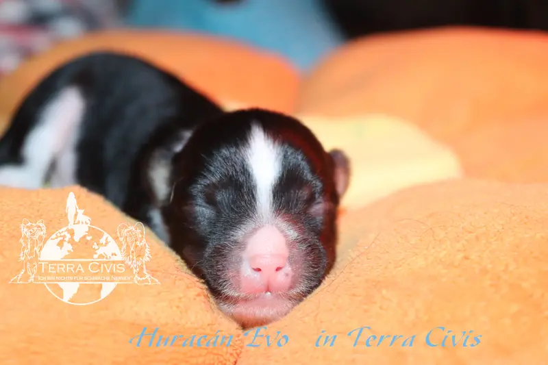 Huracán Evo in Terra Civis – Chinese Crested Dog Pup – Foto 3