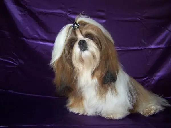 Shih Tzu vom goldenen Vlies gallery image 4