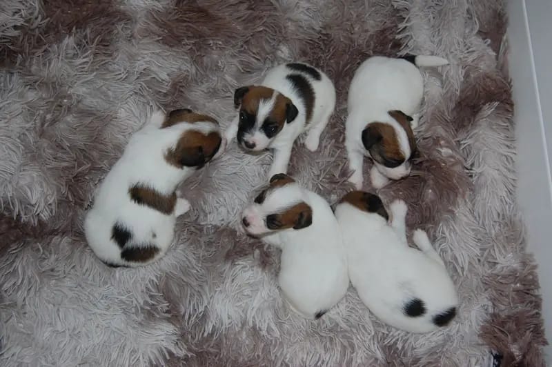Jack Russel Terrier vom Hause Delissen gallery image 4