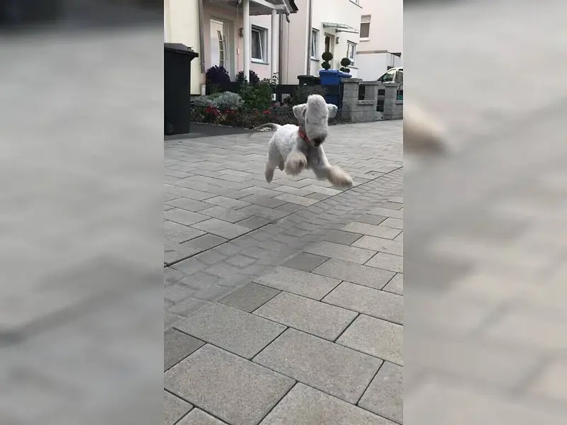 Freddie – štěně Bedlington Terrier – Foto 3