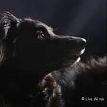 Live Wire’s