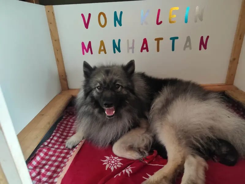 Wolfsspitze von Klein Manhattan gallery image 3