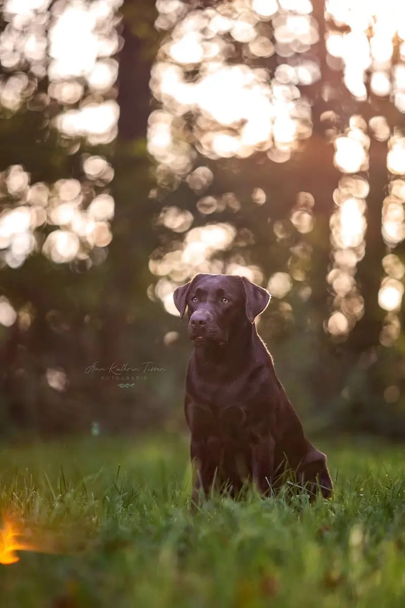 Labrador Retriever vom Hisselsberg gallery image 4