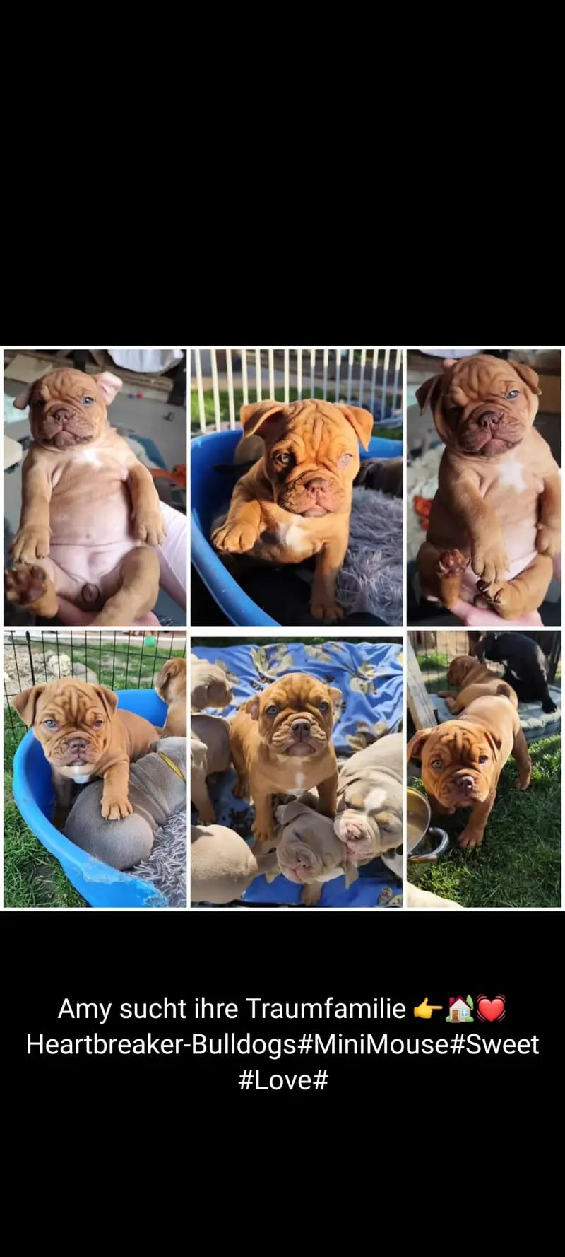 Amy – štěně Old English Bulldog – Foto 2