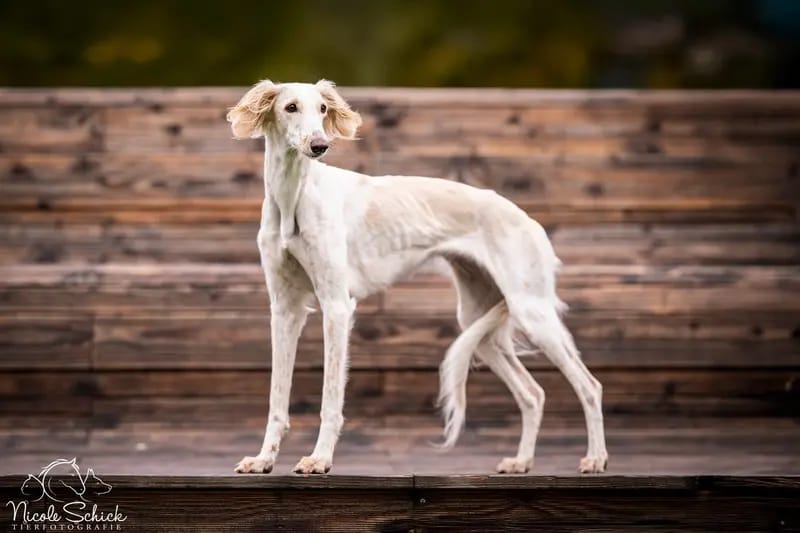 Saluki, persischer Windhund, Wurfankündigung gallery image 2