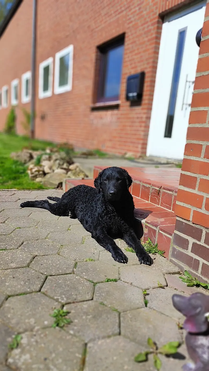 Dragon Curls – Curly Coated Retriever – صورة 3