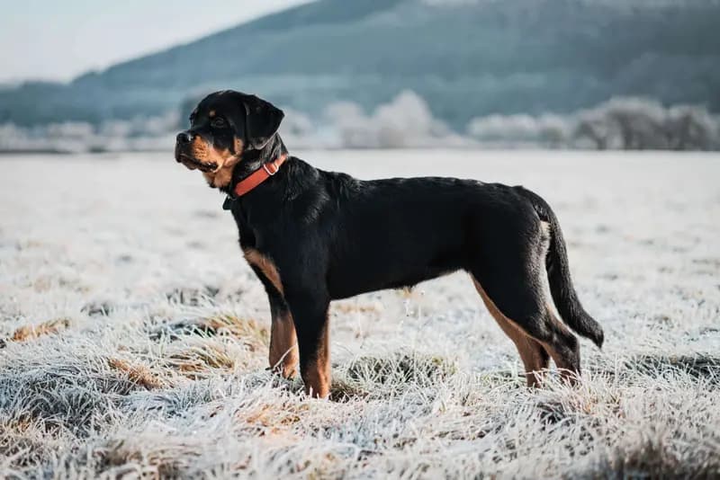 Rottweiler – razza canina