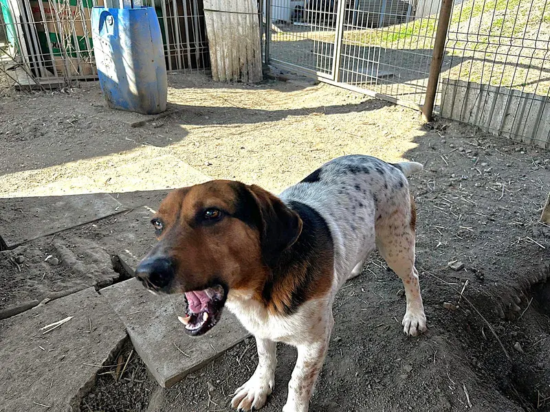 Klecks – Bracke-Beagle Mix – Billede 4