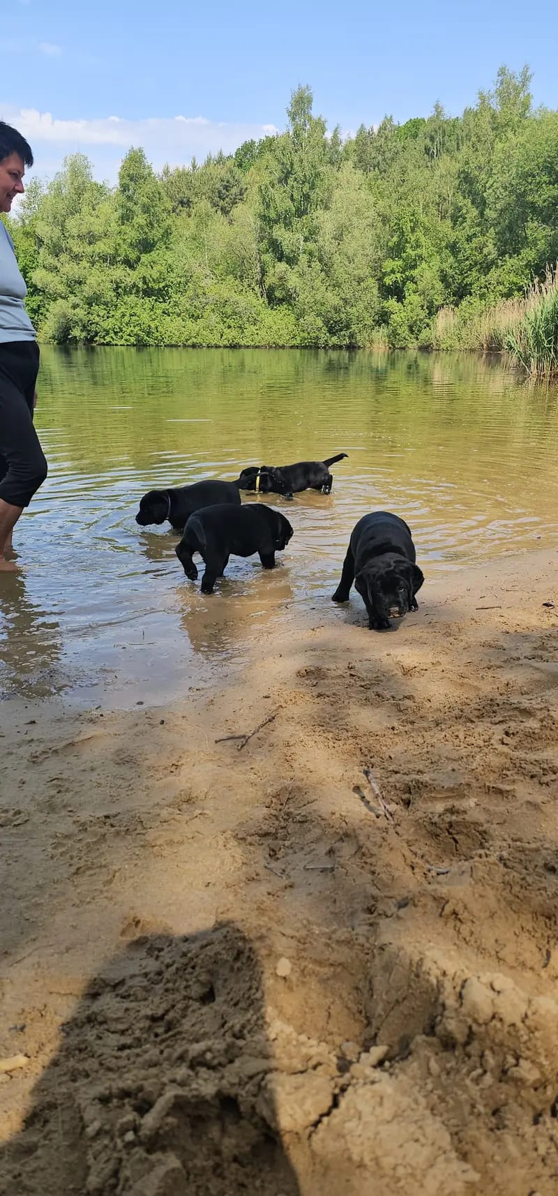 Labrador Zucht – Labrador Retriever – Photo 2