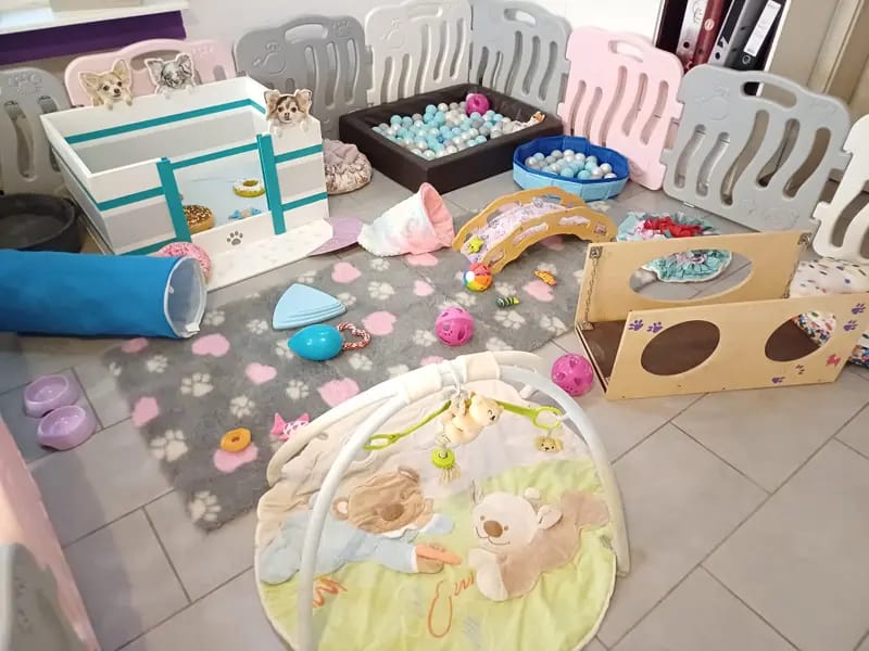 Chihauhau Zucht von den Feenkindern gallery image 2