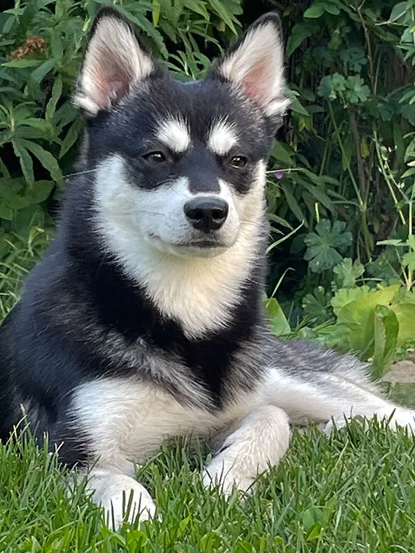 Taylaks Loki At Aurora – Alaskan Klee Kai – 图片 2