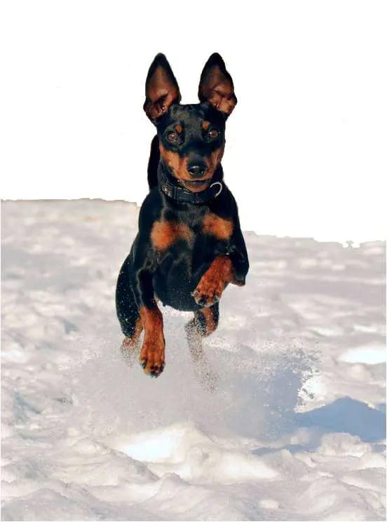 mostly harmless Zwergpinscher gallery image 2