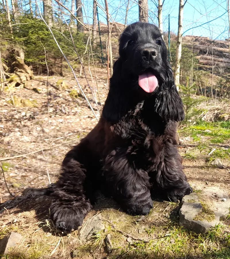 Englische Cocker Spaniels "vom Moorsbachtal" Liebhaberzucht seit 1994 gallery image 3