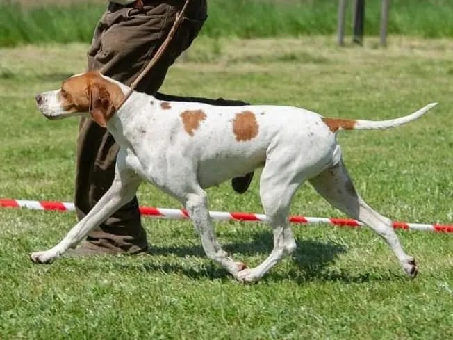 English pointer kennel Ze Zaječích polí – English Pointer – Bild 4