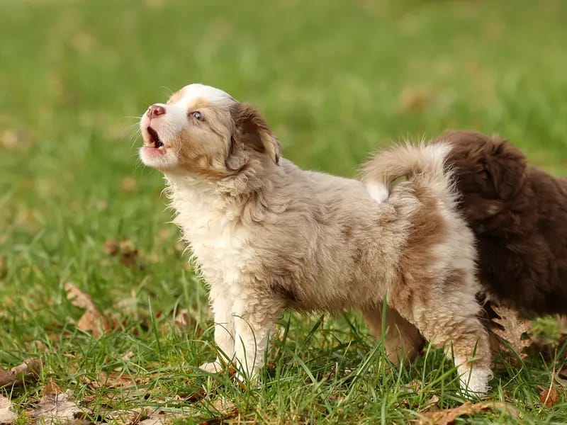 Spirit of Topenga's Mini Australian Shepherds gallery image 4