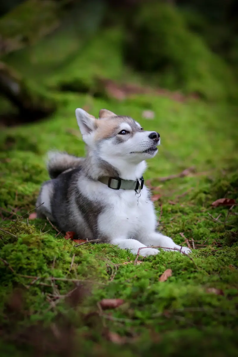 F3 Pomsky Welpen aus privater Hundezucht in München – Pomsky – Foto 4