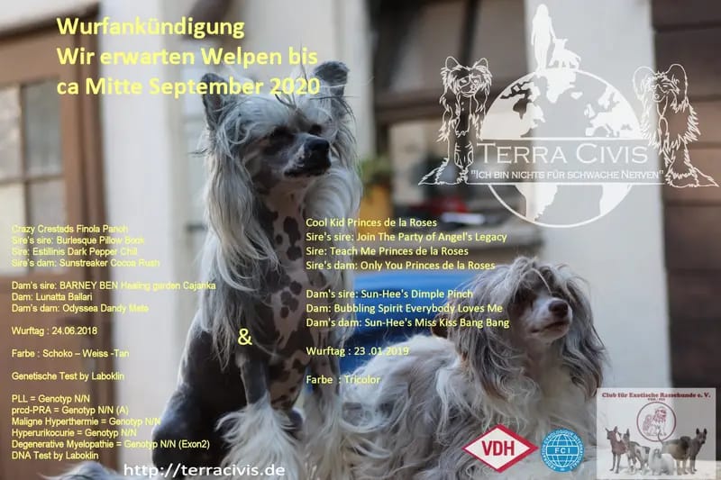 Terra Civis - Ich bin nichts für schwache Nerven gallery image 3