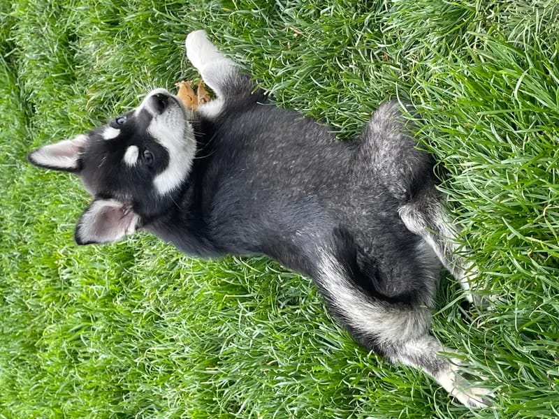 Alaskan Klee Kai at Aurora gallery image 2