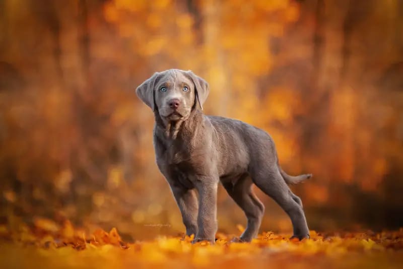 Labradorzucht von der alten Oberförsterei gallery image 3