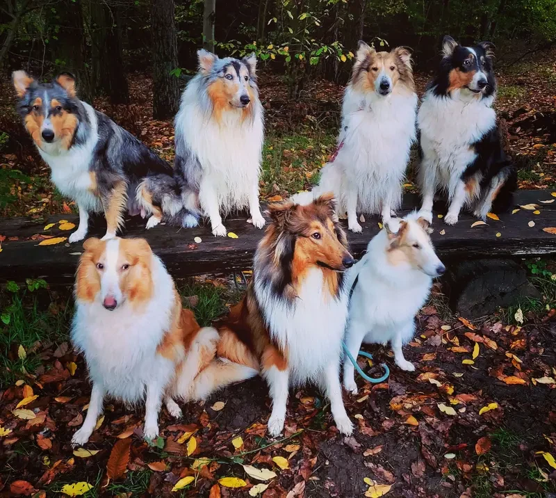 Amerikanische Collies vom Fraulauterbach main gallery image