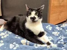 Leopold gallery image 4