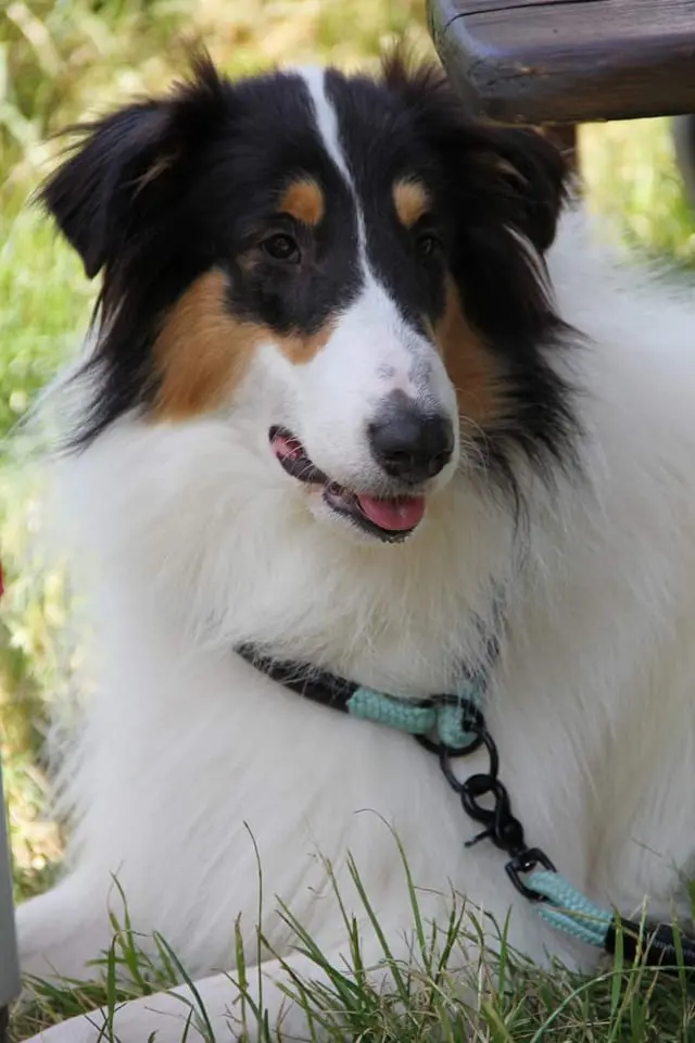 Collie of Golden Gate – Amerikanischer Collie – Billede 4
