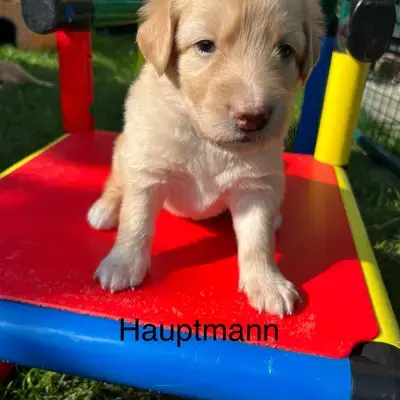 Leeven – Hovawart – Bild 2