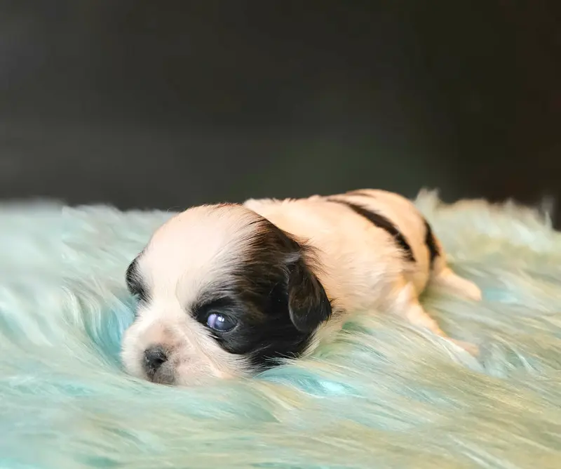 Amelie – štěně Shih Tzu – Foto 3