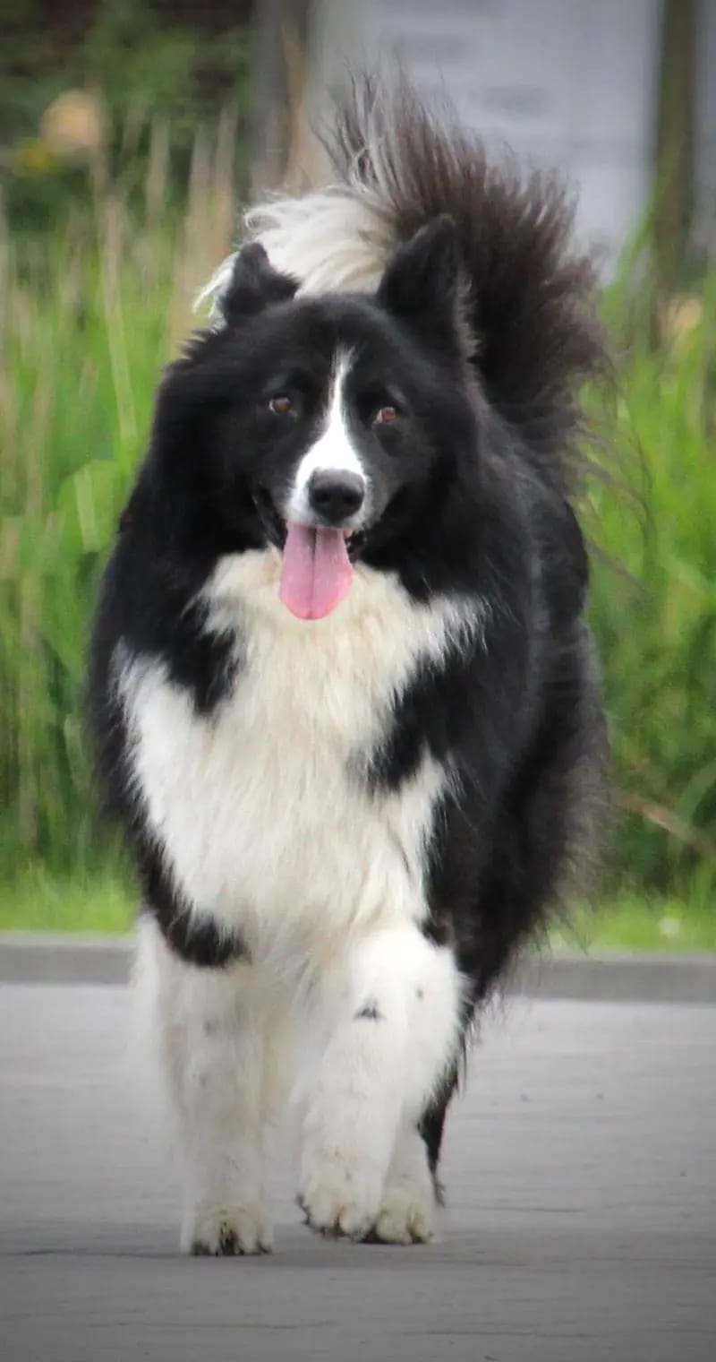 RUNDOGS IERARH NAVY KNYAZ TEMNOGO DVORA gallery image 2