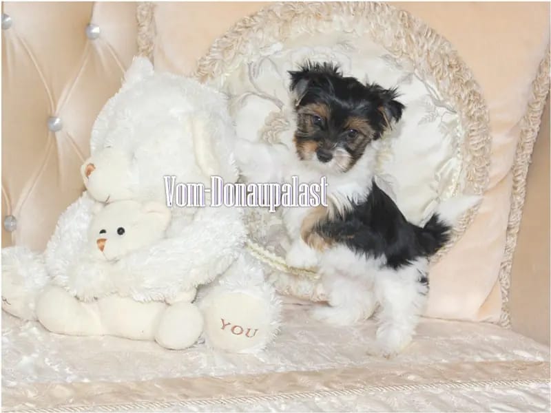 Yorkshire Terrier Welpen. Keine Mini. Biewer und Standard gallery image 4
