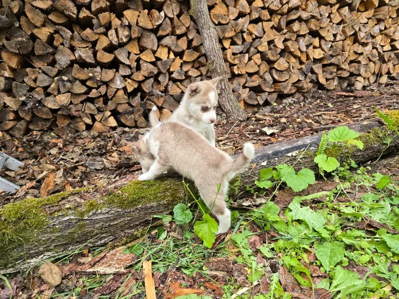 Mystic Falls Pomsky Minihuskys gallery image 2