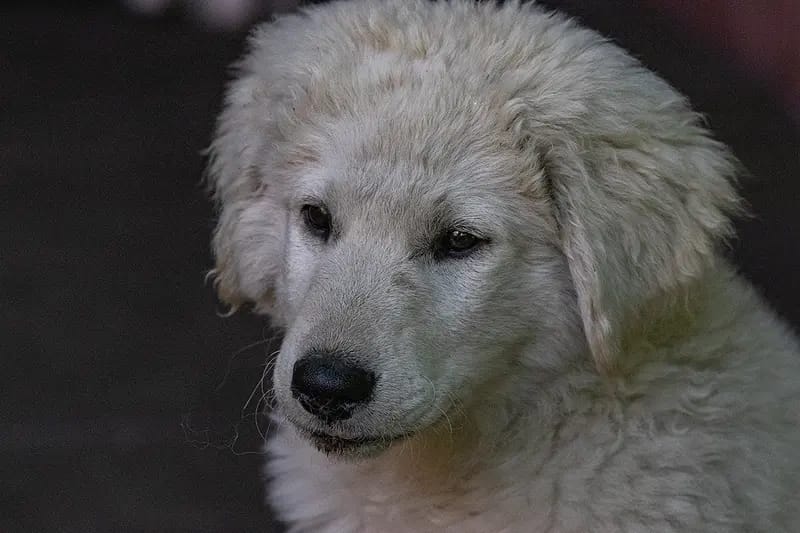 Kuvasz "von den großen Strolchen" gallery image 3