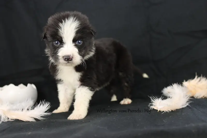 Willington – Australian Shepherd hvalp – Billede 3