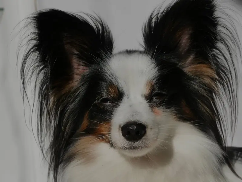 Adhara Anjuly von der Flussaue – Kontinentaler Zwergspaniel (Papillon) – Foto 4