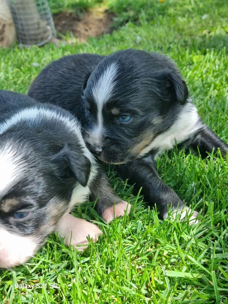 Welpe – Australian Shepherd Welpe – Bild 4