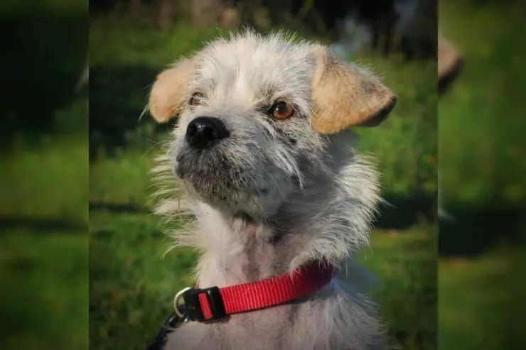 Alfie gallery image 3