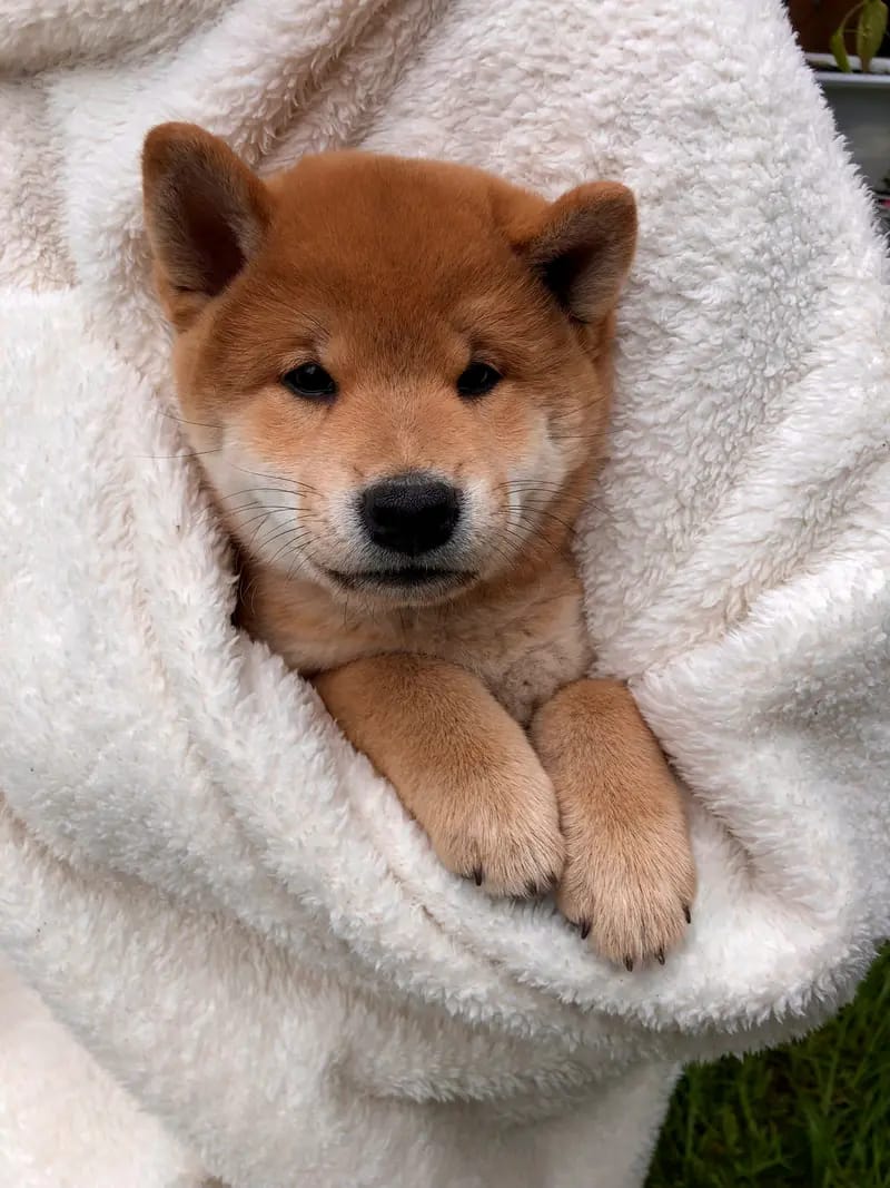 HANABI‘S Shibas gallery image 3