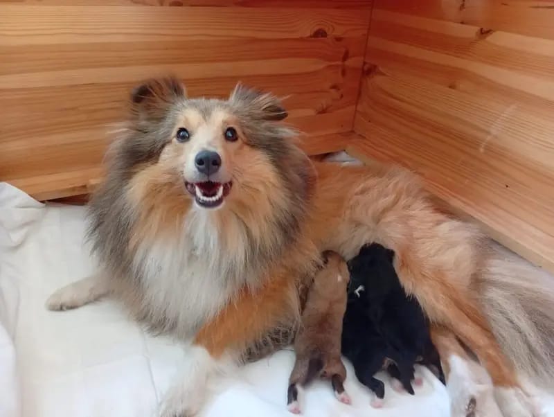 Captain Jack Sparrow – جرو Shetland Sheepdog – صورة 2