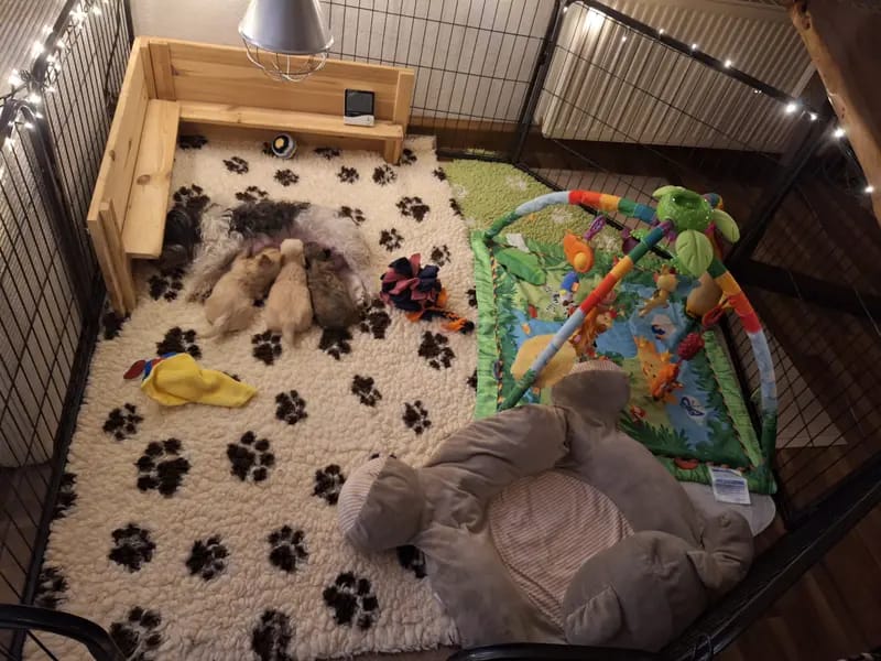Hundezucht vom Dresdner Waldschlößchen gallery image 2