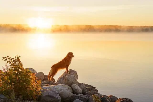 Nova Scotia Duck Tolling Retriever – Hunderasse