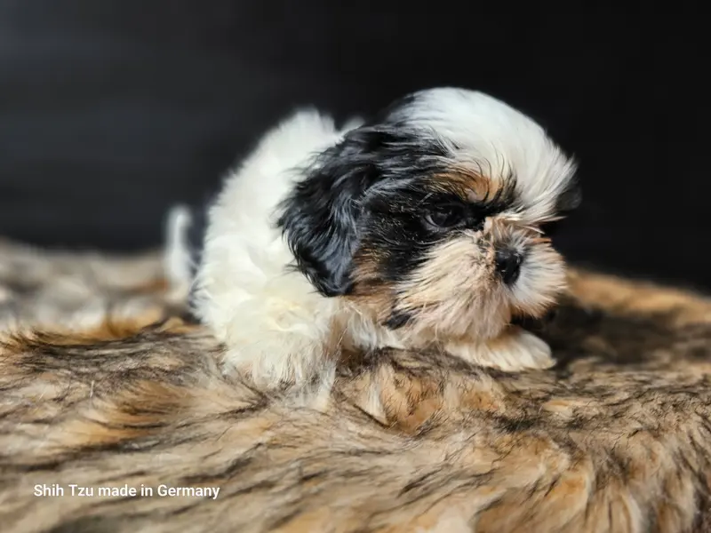Anton – Cucciolo di Shih Tzu – Foto 4
