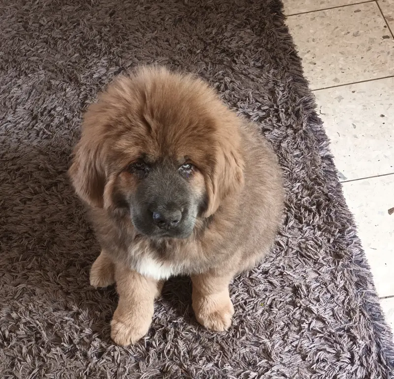 BAJA – Tibet Mastiff hvalp – Billede 4