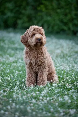 Twix-Lio – Australian Labradoodle – Billede 2