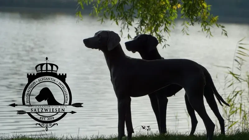 Weimaraner von den Salzwiesen main gallery image