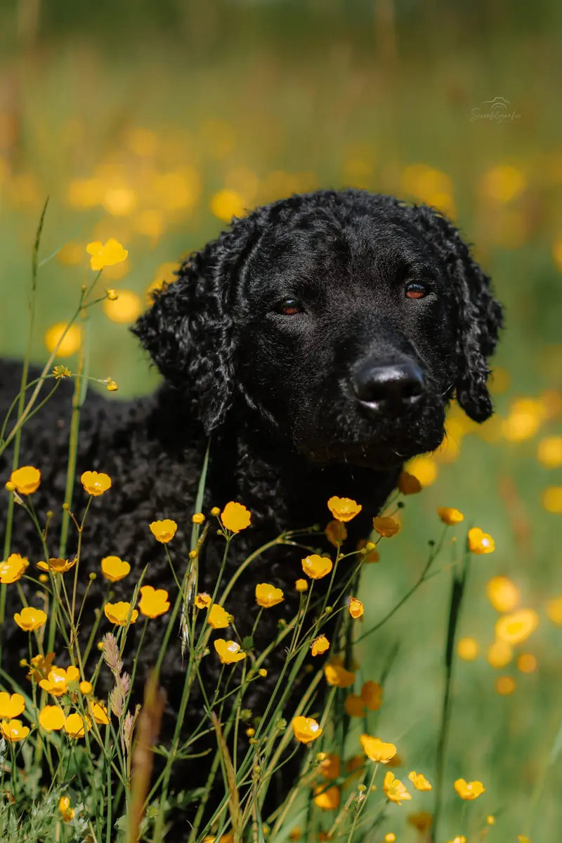Heartway's Endless High Love – Curly Coated Retriever – صورة 4