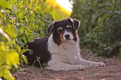 Clover – Australian Shepherd Welpe – Bild 4